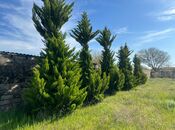 Продаётся  участок 25 сот, пос. Sea Breeze, photo 1 from 8