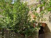 İcarəyə verilir 2 otaqlı həyət evi/bağ evi 50 m², Bayıl q., photo 5 from 8