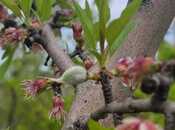 Продаётся  участок 800 сот, photo 5 from 8