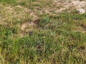 Elan №6056842 - Bakı, Albalılıq q., 6 sot