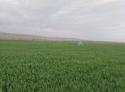 Satılır  torpaq 31 000 sot, photo 2 from 8