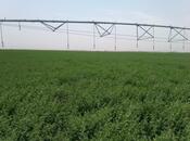 Satılır  torpaq 31 000 sot, photo 3 from 8