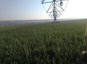 Satılır  torpaq 31 000 sot, photo 7 from 8