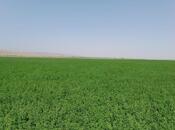 Satılır  torpaq 31 000 sot, photo 6 from 8