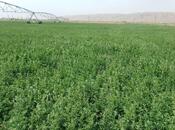 Satılır  torpaq 31 000 sot, photo 4 from 8