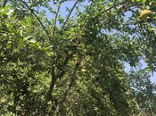 Объявление №6057613 - Исмаиллы, Исмаиллы, 6 сот