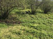 Объявление №6057682 - Габала, Габала, 20 сот