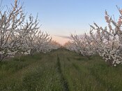 Elan №6057687 - Xaçmaz, Xaçmaz, 200 sot