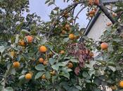 Продаётся 6-комн. дом/дача 210 м², пос. Новханы, photo 3 from 8