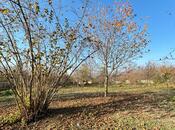 Объявление №6058242 - Габала, Габала, 6 сот