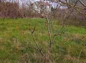 Объявление №6058750 - Ленкорань, Ленкорань, 6 сот