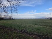 Объявление №6059078 - Габала, Габала, 103 сот