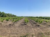 Объявление №6059148 - Хачмаз, Хачмаз, 100 сот