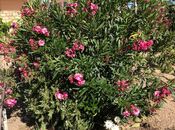 İcarəyə verilir 7 otaqlı həyət evi/bağ evi 250 m², Novxanı q., photo 2 from 8