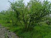 Satılır  torpaq 1.3 sot, Xaçmaz r., photo 4 from 7