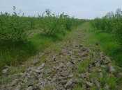 Satılır  torpaq 1.3 sot, Xaçmaz r., photo 2 from 7