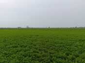 Объявление №6060732 - Сабирабад, Сабирабад, 24 сот