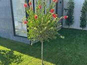 İcarəyə verilir 4 otaqlı həyət evi/bağ evi 240 m², Novxanı q., photo 6 from 8