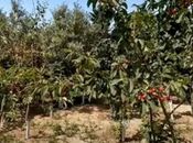 Satılır  torpaq 12 sot, Görədil q., photo 4 from 4