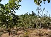 Satılır  torpaq 12 sot, Görədil q., photo 2 from 4