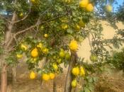 Продаётся 5-комн. дом/дача 220 м², пос. Новханы, photo 6 from 8