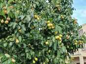 Продаётся 6-комн. дом/дача 400 м², пос. Новханы, photo 5 from 8