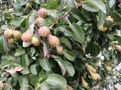 Продаётся 6-комн. дом/дача 400 м², пос. Новханы, photo 4 from 8