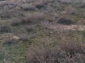 Объявление №6063823 - Баку, пос. Ени Сураханы, 3 сот