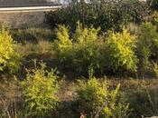 Продаётся  участок 12 сот, пос. Нардаран, photo 3 from 8