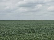 Elan №6065201 - Cəlilabad, Cəlilabad, 135 sot