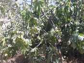 Satılır  torpaq 15 sot, Novxanı q., photo 3 from 7