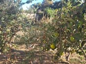 Объявление №6066745 - Баку, пос. Бюльбюля, 9 сот