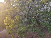 Продаётся  участок 12 сот, пос. Вишнёвка, photo 3 from 8