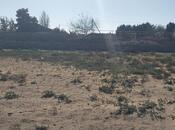 Elan №6068246 - Bakı, Türkan q., 48 sot