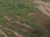 Satılır  torpaq 13.5 sot, Novxanı q., photo 3 from 4