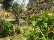 Объявление №6070386 - Баку, пос. Горадил, 24 сот