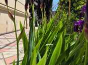 İcarəyə verilir 6 otaqlı həyət evi/bağ evi 320 m², Şüvəlan q., photo 3 from 8