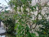 3 otaqlı həyət evi/bağ evi - Masazır q. - 90 m²