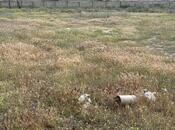 Продаётся  участок 22 сот, пос. Мамедли, photo 1 from 2