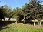 Сдаётся  участок 52 сот, пос. Биладжары, photo 5 from 8