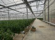 Продаётся  объект 25 000 м², пос. Мамедли, photo 5 from 8