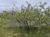 Участок - пос. Новханы - 4 сот