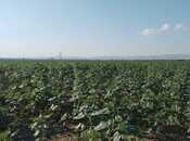 Участок - Геранбой - 5800 сот