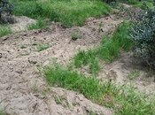 Elan №6084354 - Bakı, Nəsimi m., 300 sot