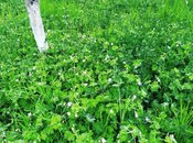 Продаётся  участок 5 сот, photo 5 from 6