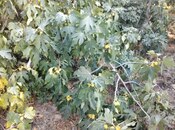 Продаётся 3-комн. дом/дача 65 м², Абшеронcкий  р., photo 8 from 8
