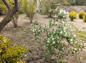 Продаётся 3-комн. дом/дача 65 м², Абшеронcкий  р., photo 7 from 8