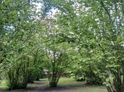 Продаётся  участок 10 сот, photo 5 from 8