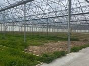 Obyekt - Zirə q. - 74000 m²