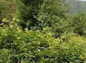 Продаётся  участок 12 сот, photo 4 from 8